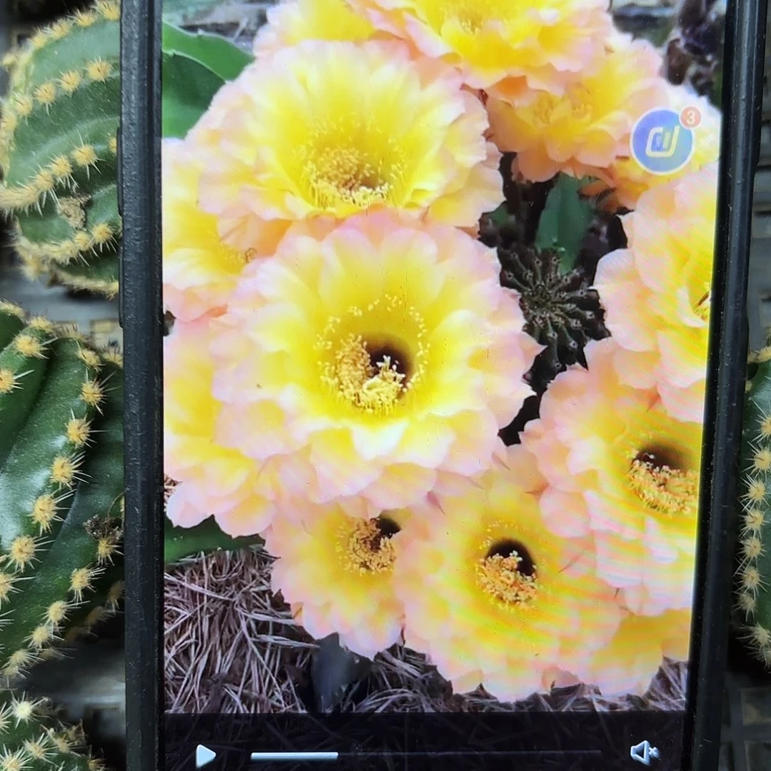 哦天堂彩侧牙20包邮仙人球36