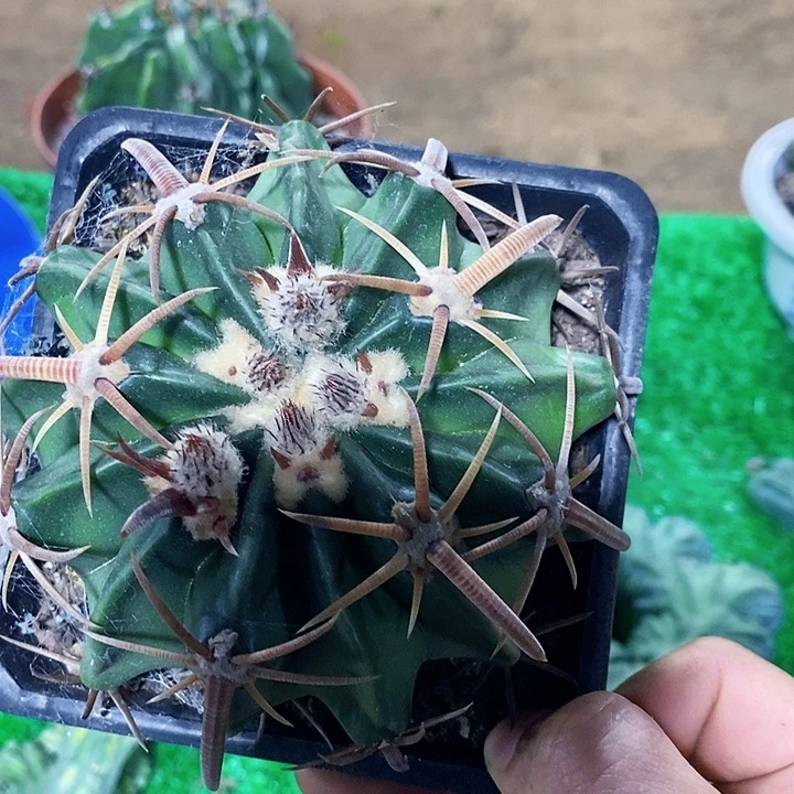 澤*.00000000000000000