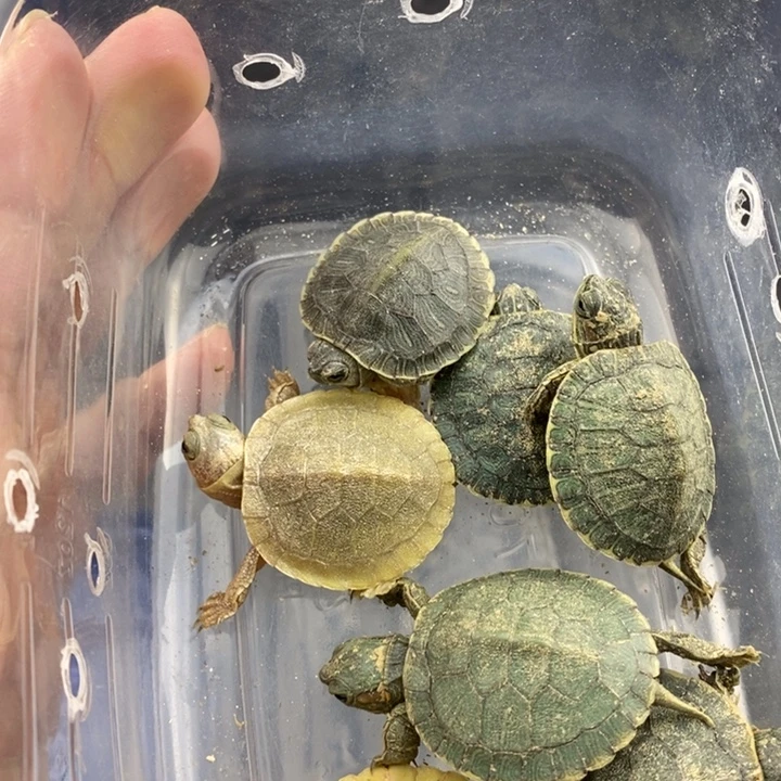 绿毛龟母666666666