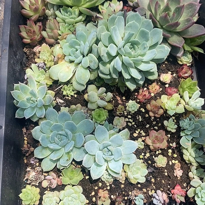 11 特价不售后多肉植物盆栽花卉