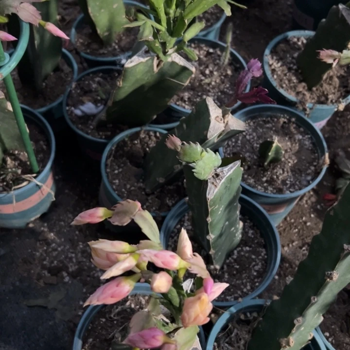 秋***韵84号021黄色重瓣，666666