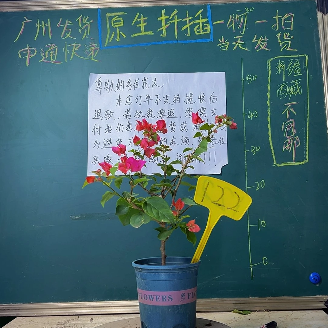 当前无花栽培后可以开花炸 红花盲盒122
