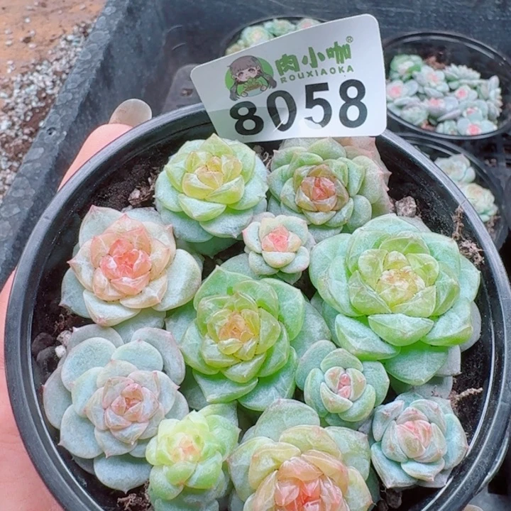 多肉植物多肉植物