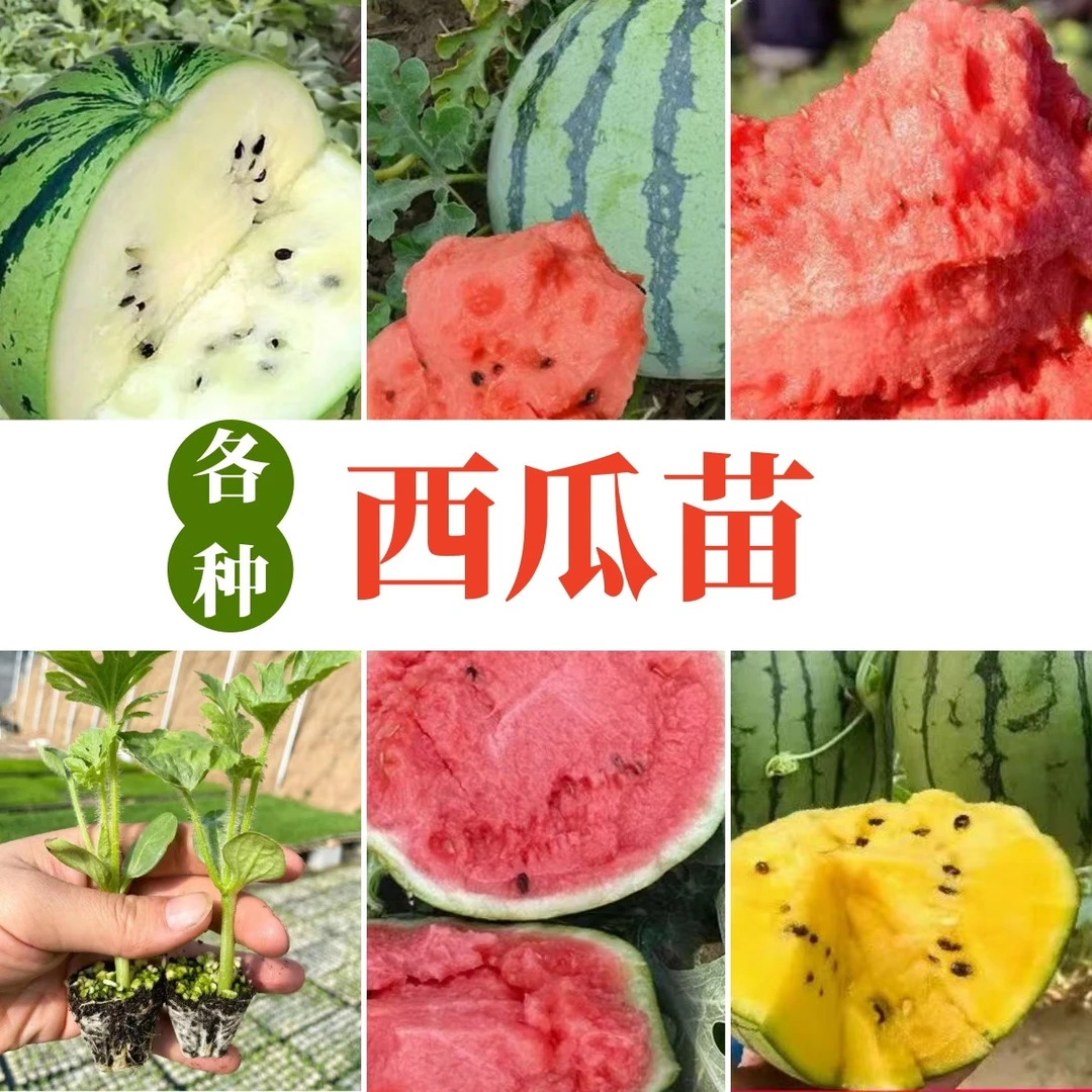 【嫁接】8424冰糖麒麟西瓜秧早春甜王懒汉种籽黄瓤带土发货高产秧苗
