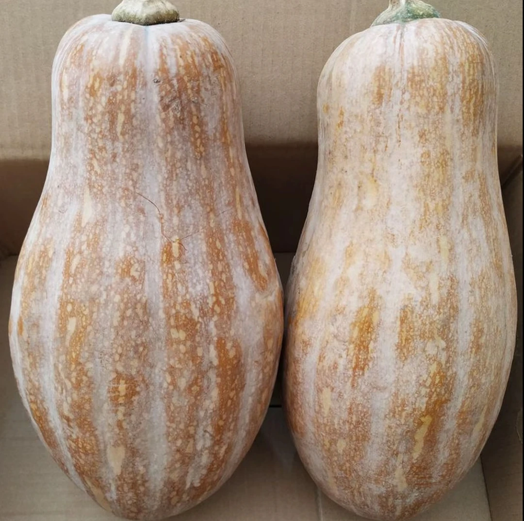 农家自种新鲜老北瓜甜糯可口可作宝宝辅食包邮