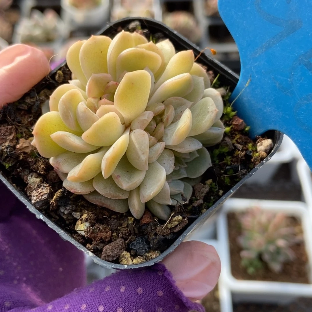 956容晶多肉植物保护