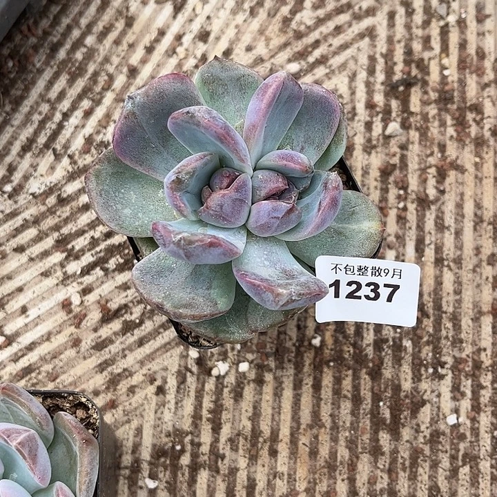 阿雅园艺。       1237