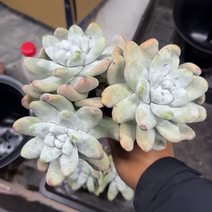 拇指仙女杯 3头 一物一拍