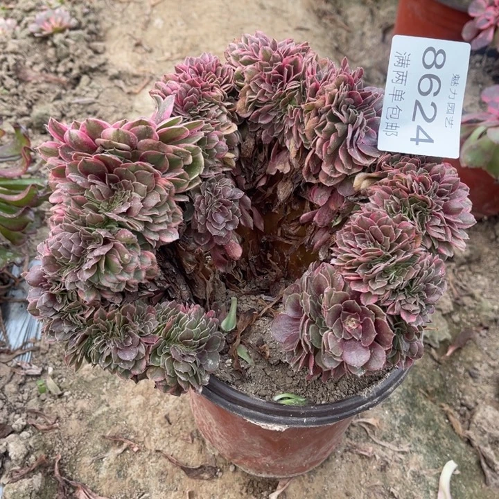 8624荔枝的人多肉的