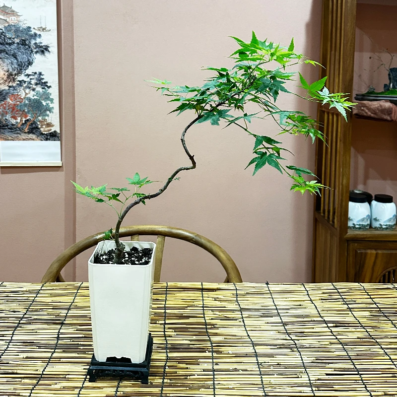【枫之炫】室内盆栽流泉枫好养活观叶送礼书桌办公室茶室造景