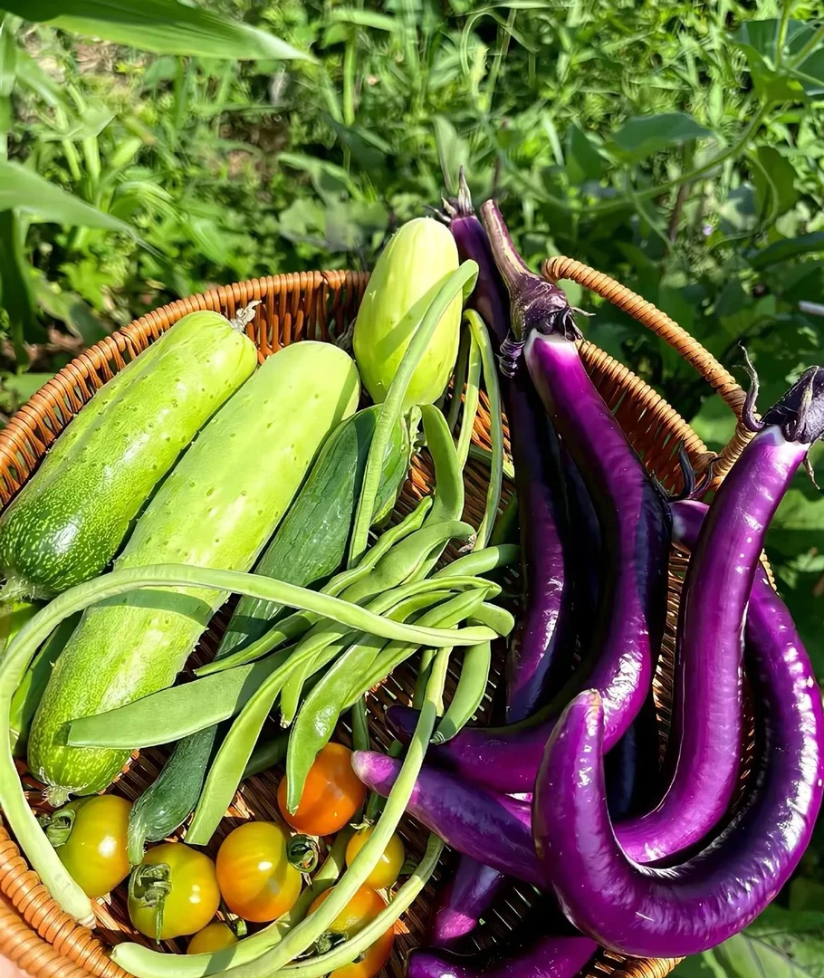 四川农家应季蔬菜