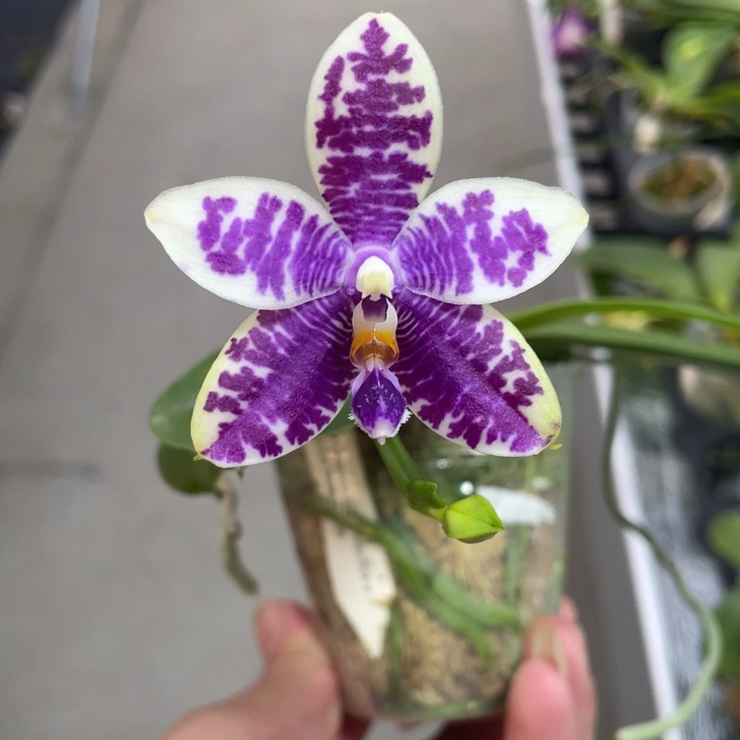 完全开放孔雀路帝 开花株 583号