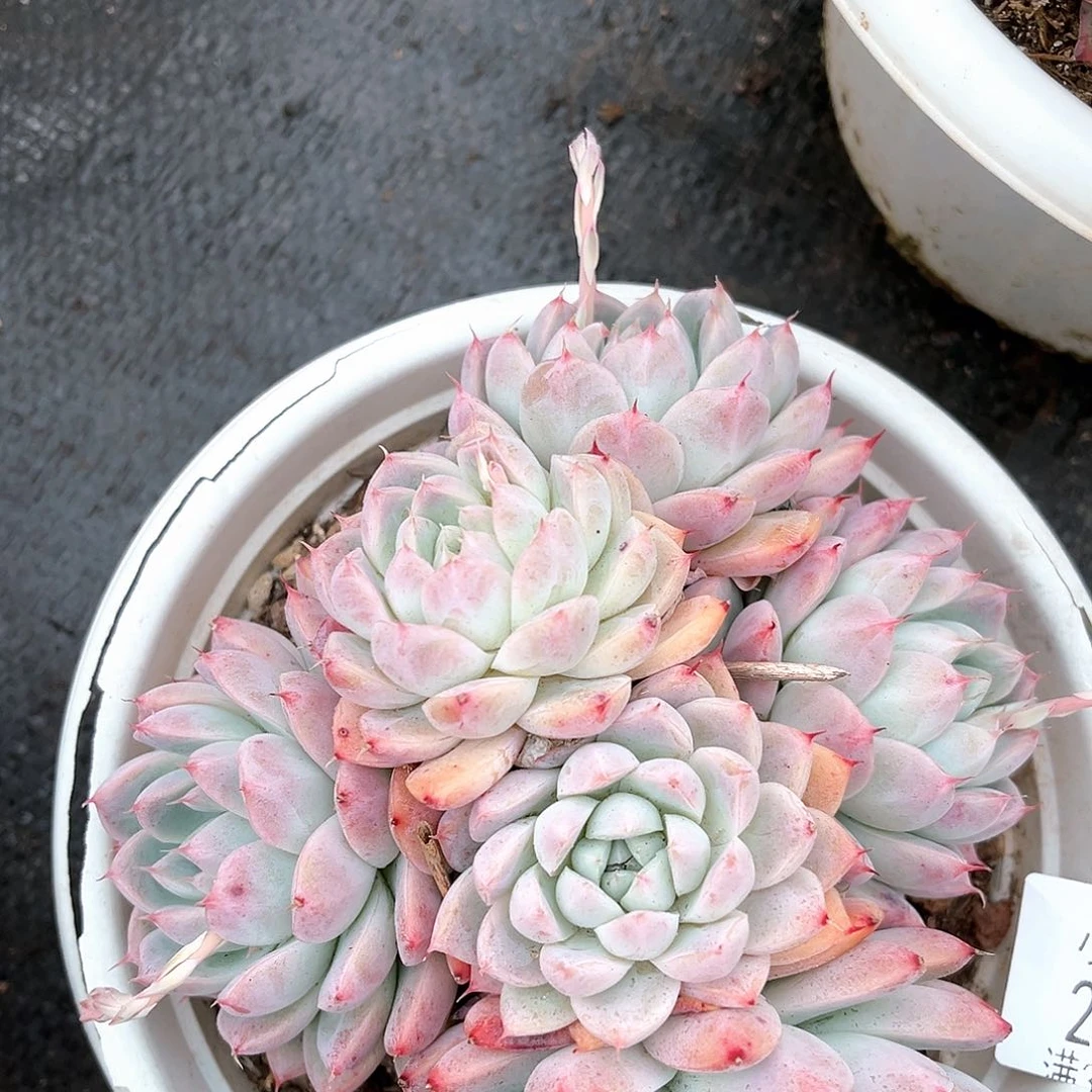 小杰如梦令27016