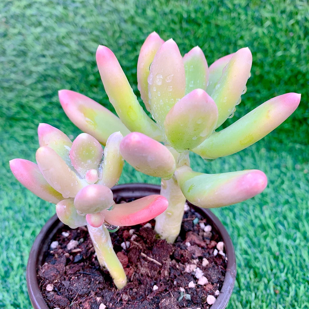金蝉双头多肉精品多肉植物盆栽阳台花卉好养一单包邮