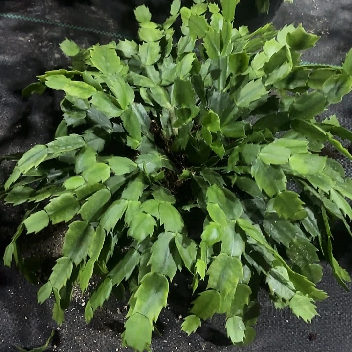 雪***康当前无花栽培后可以开花