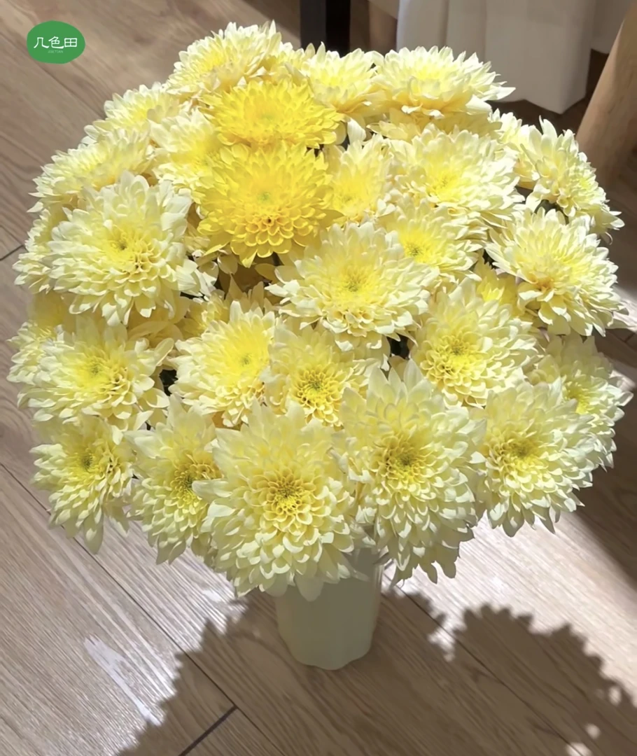 奶油黄桃----小菊云南直发鲜花云南花插花鲜花