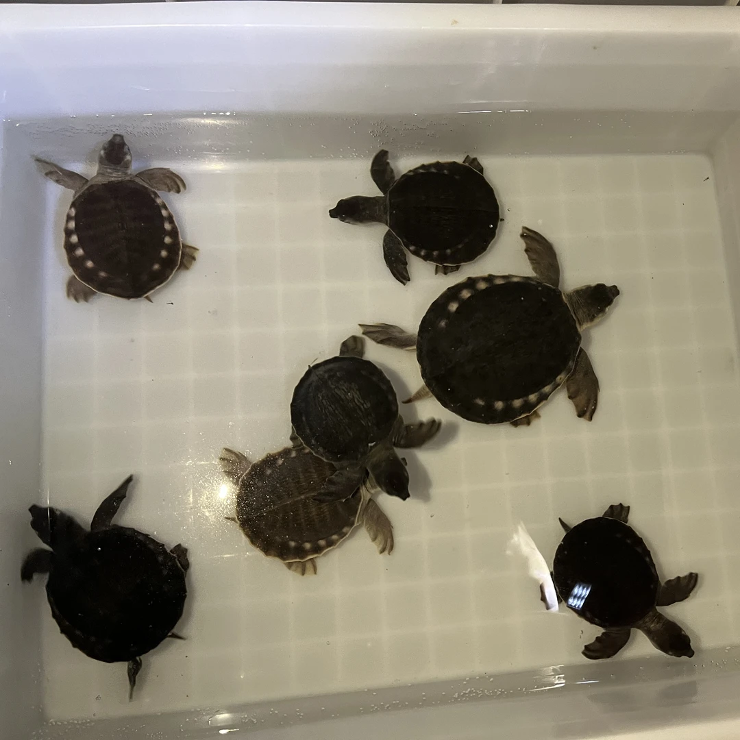 猪鼻龟7-13公分直播选龟深水龟幼龟观赏龟龙鱼伴侣小精灵带标识卡