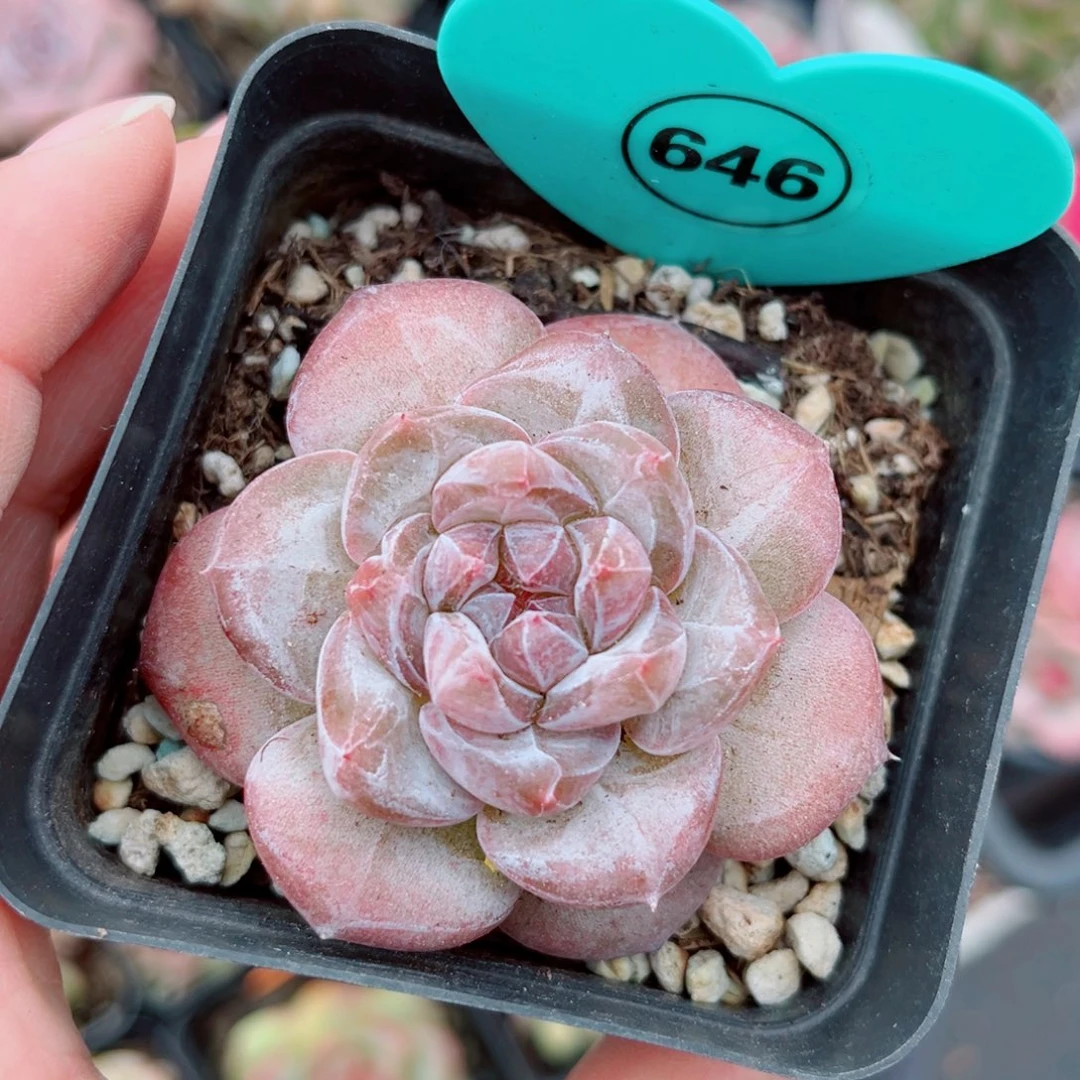 646号新品珍妮单头