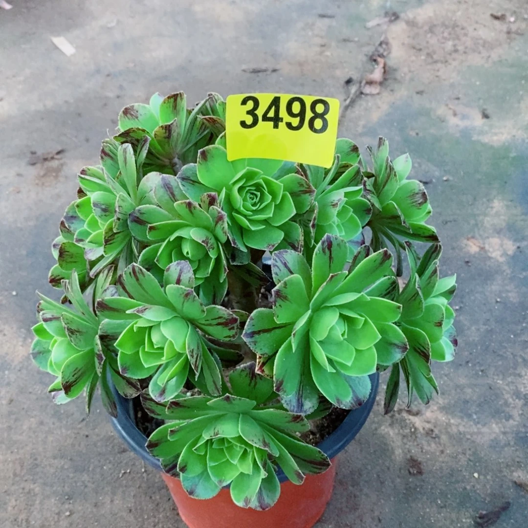 碧火多肉植物3498