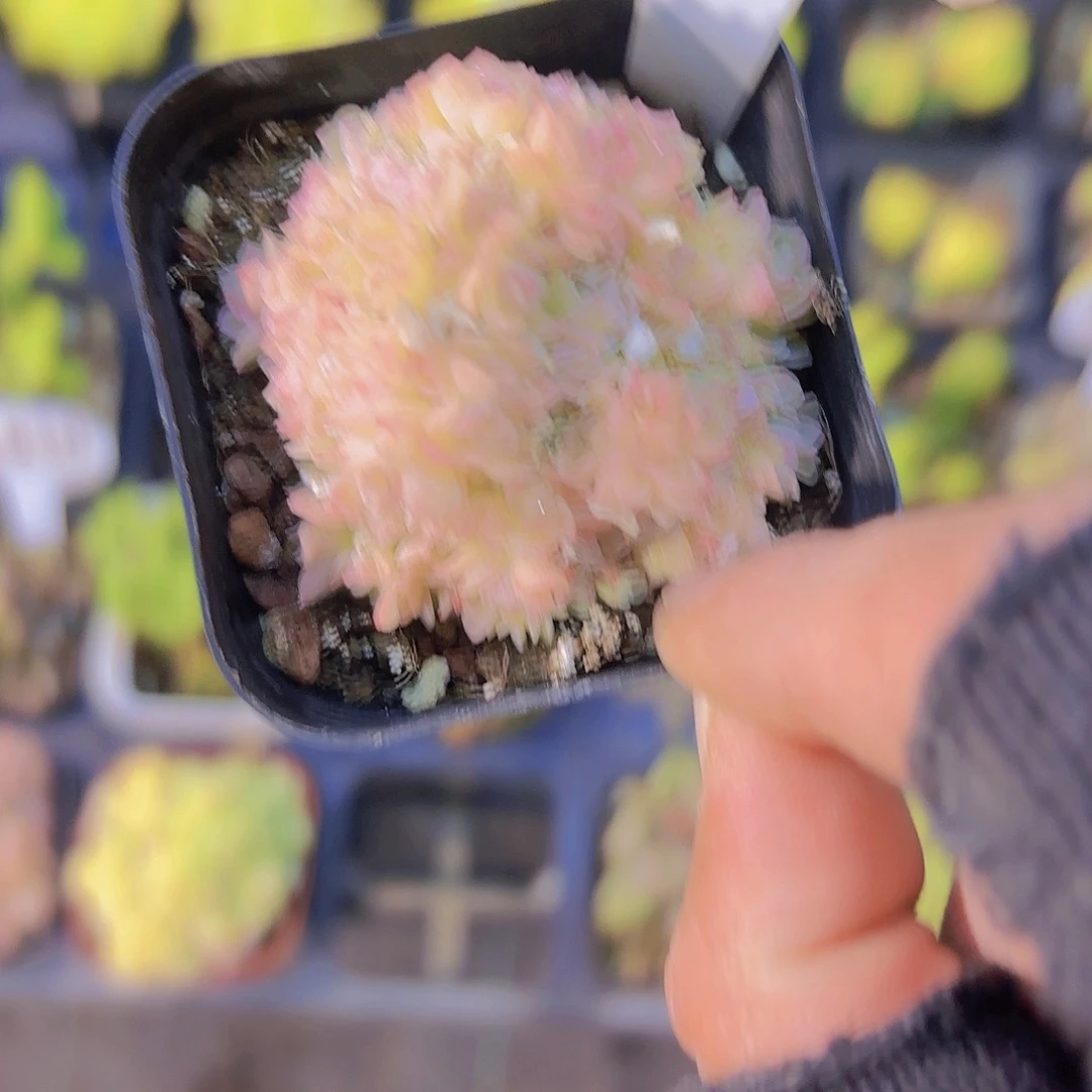 草***莓E129艾杜丽儿一物语拍
