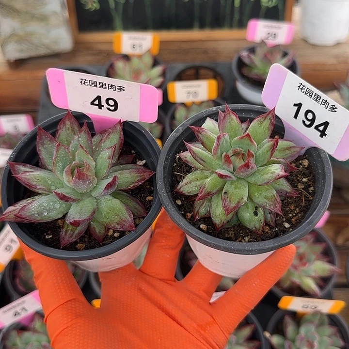 金***露49、194 惊鸿仙子多肉植物
