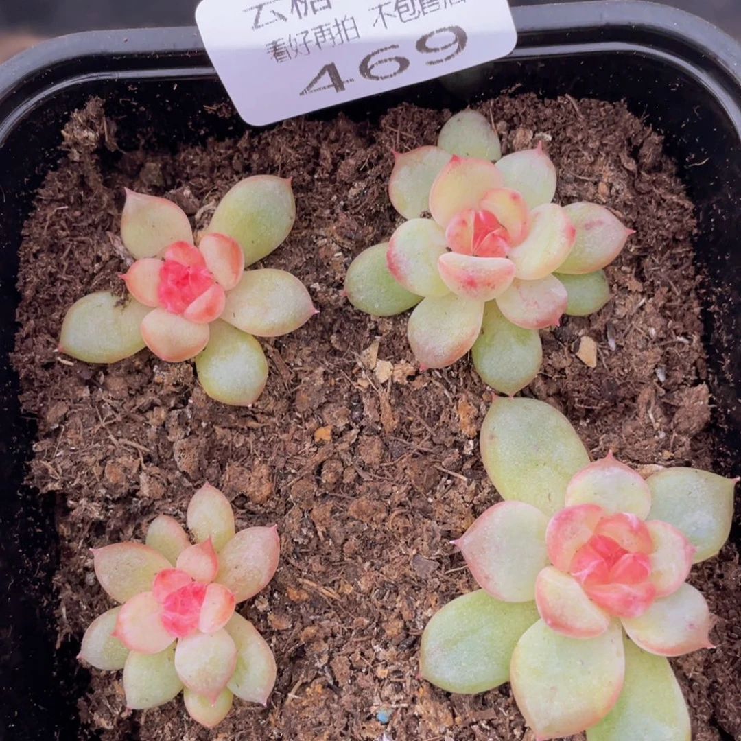 云糖心多肉植物469