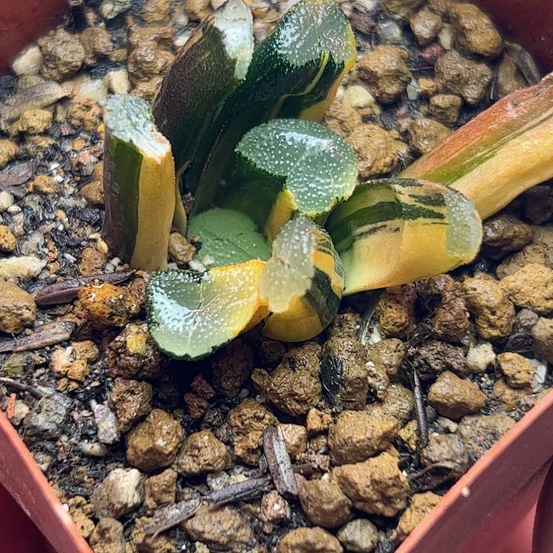 天照杂锦十二卷多肉