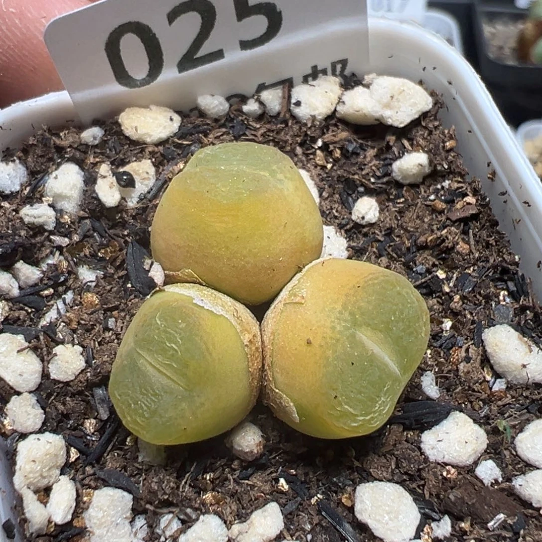 【闪购商品】 025。