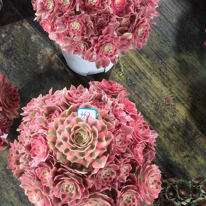 庆**你367女巫多肉法师法师两颗