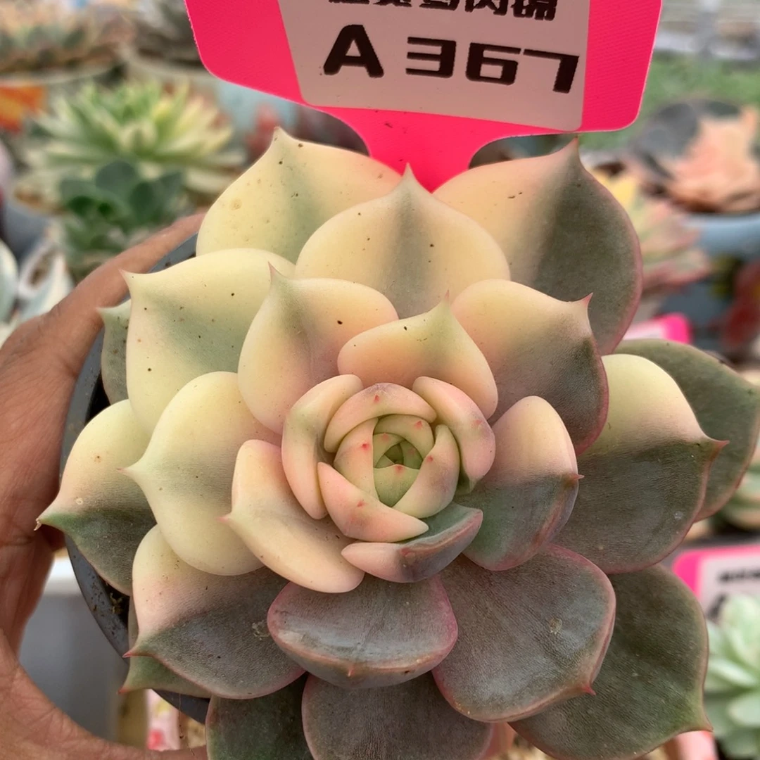 367贝加尔湖锦锦锦锦