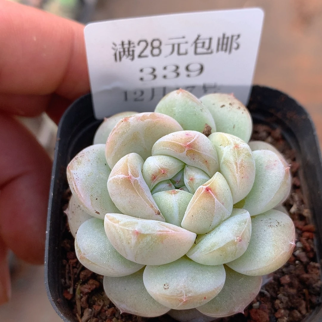 【闪购商品】云339号