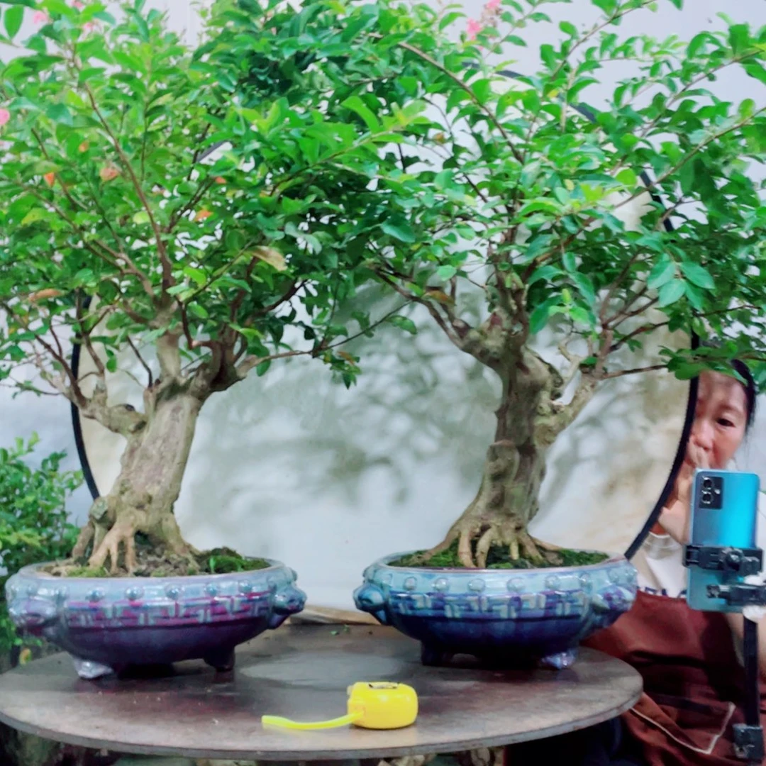 无花朵紫薇紫薇紫薇紫薇