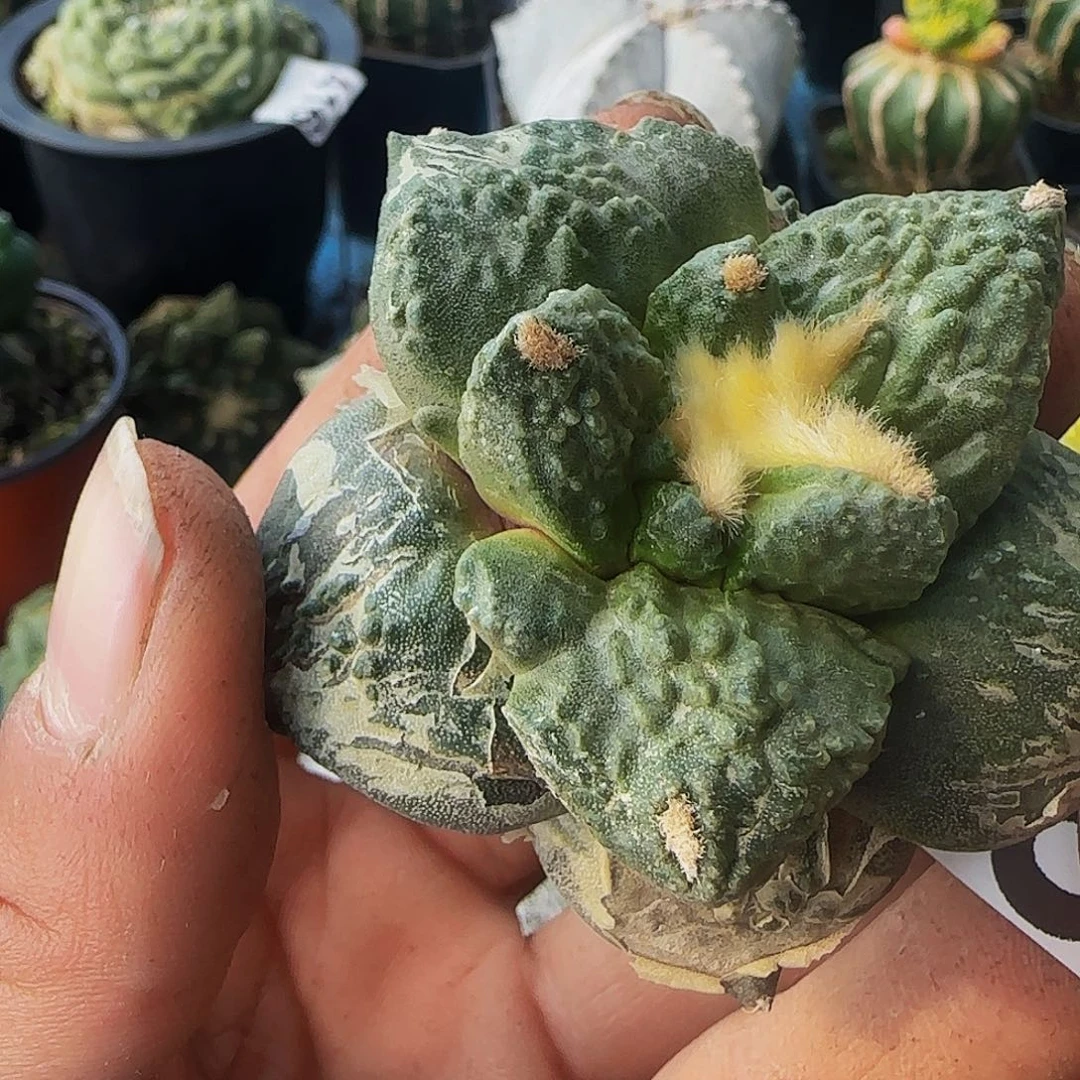 龟甲哥685刚出根的