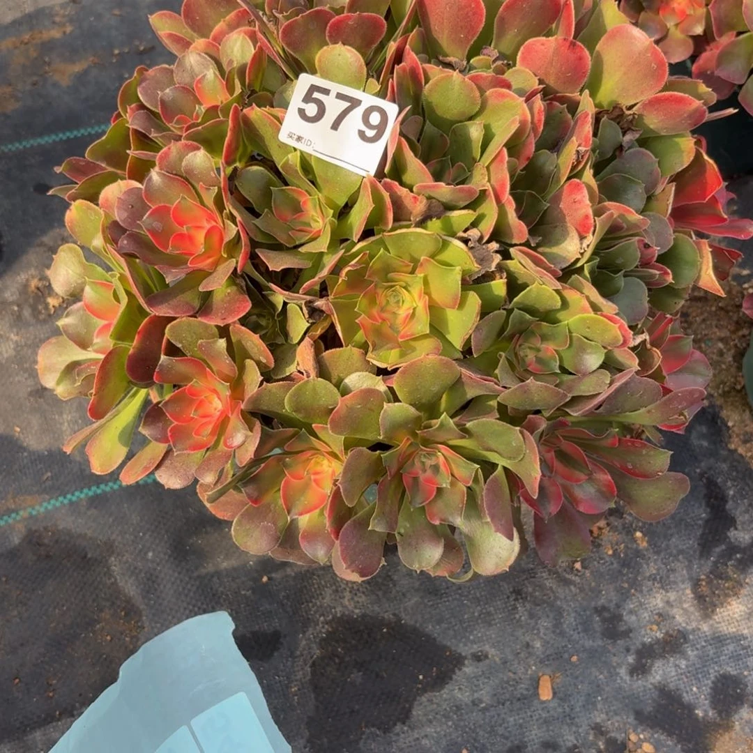 579大想飞多破万植物多肉植物