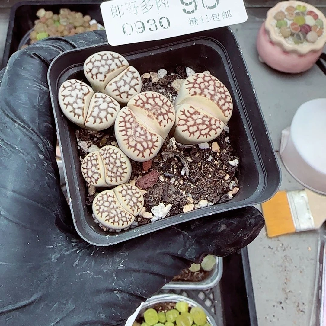 生石花满18包邮0930-98