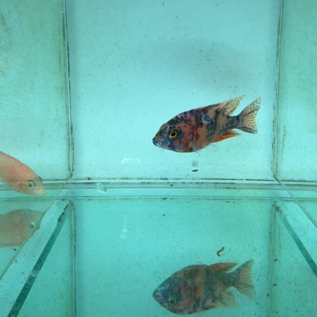 慈鲷ob孔雀675。