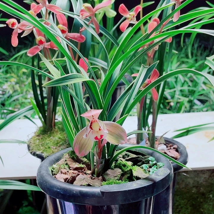 小***）完全开放一物一漂亮