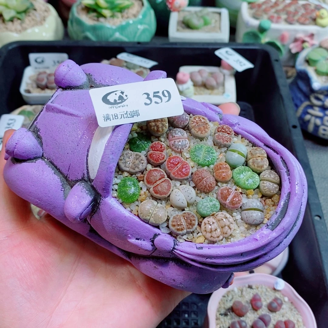生石花花花花花花359