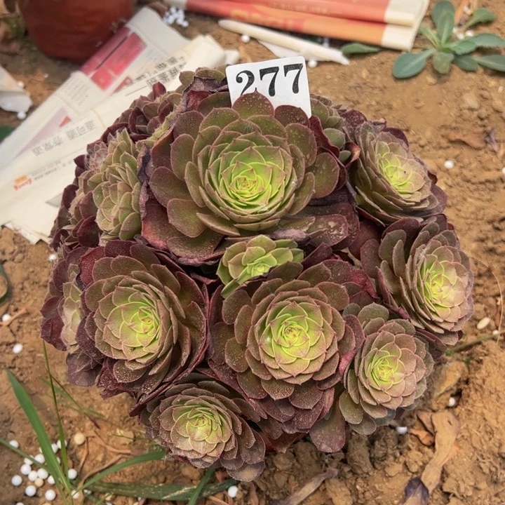 万圣节多肉植物277