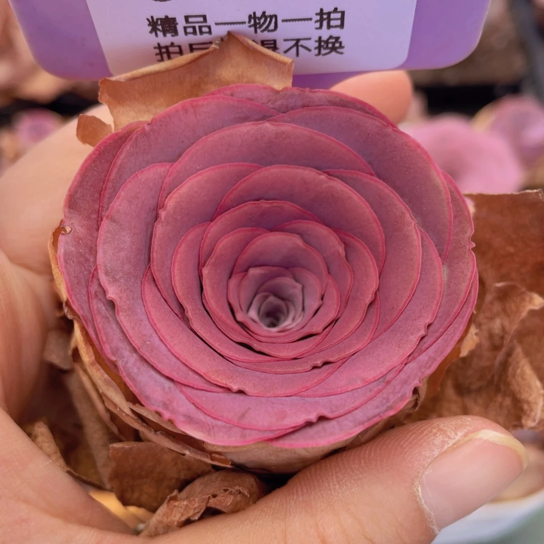 山地玫瑰J 158满38包邮裸根发货