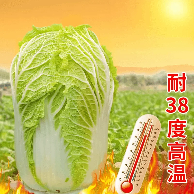 夏阳白菜种子夏季耐高温抗热白菜一年四季早熟菜种籽农家蔬菜种子