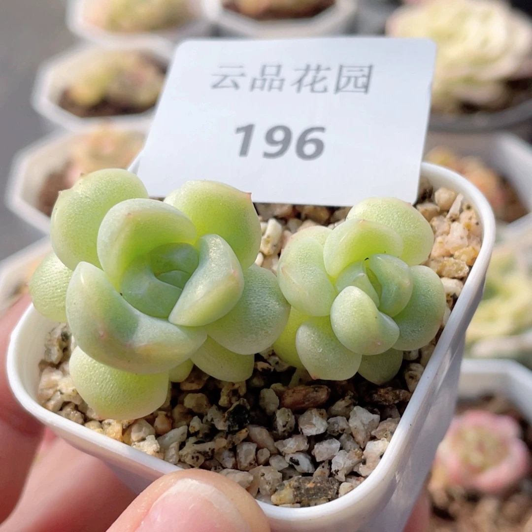 孙**?196号糖心冰心珍妮