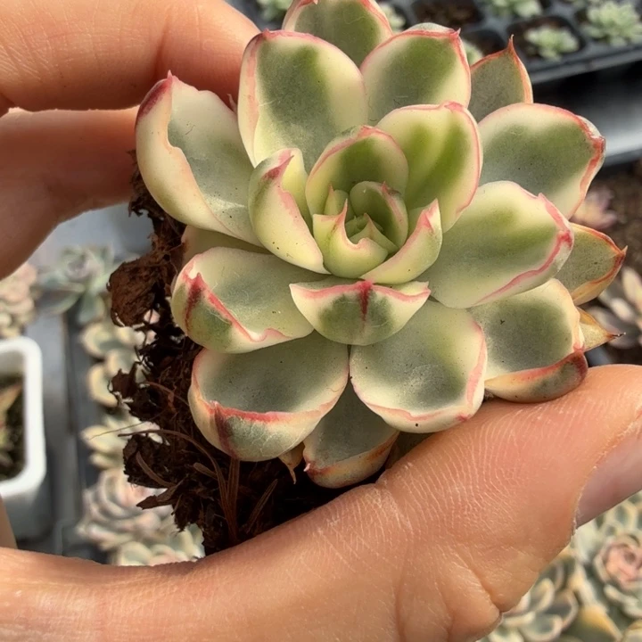 阿吉塔玫瑰锦多肉植物