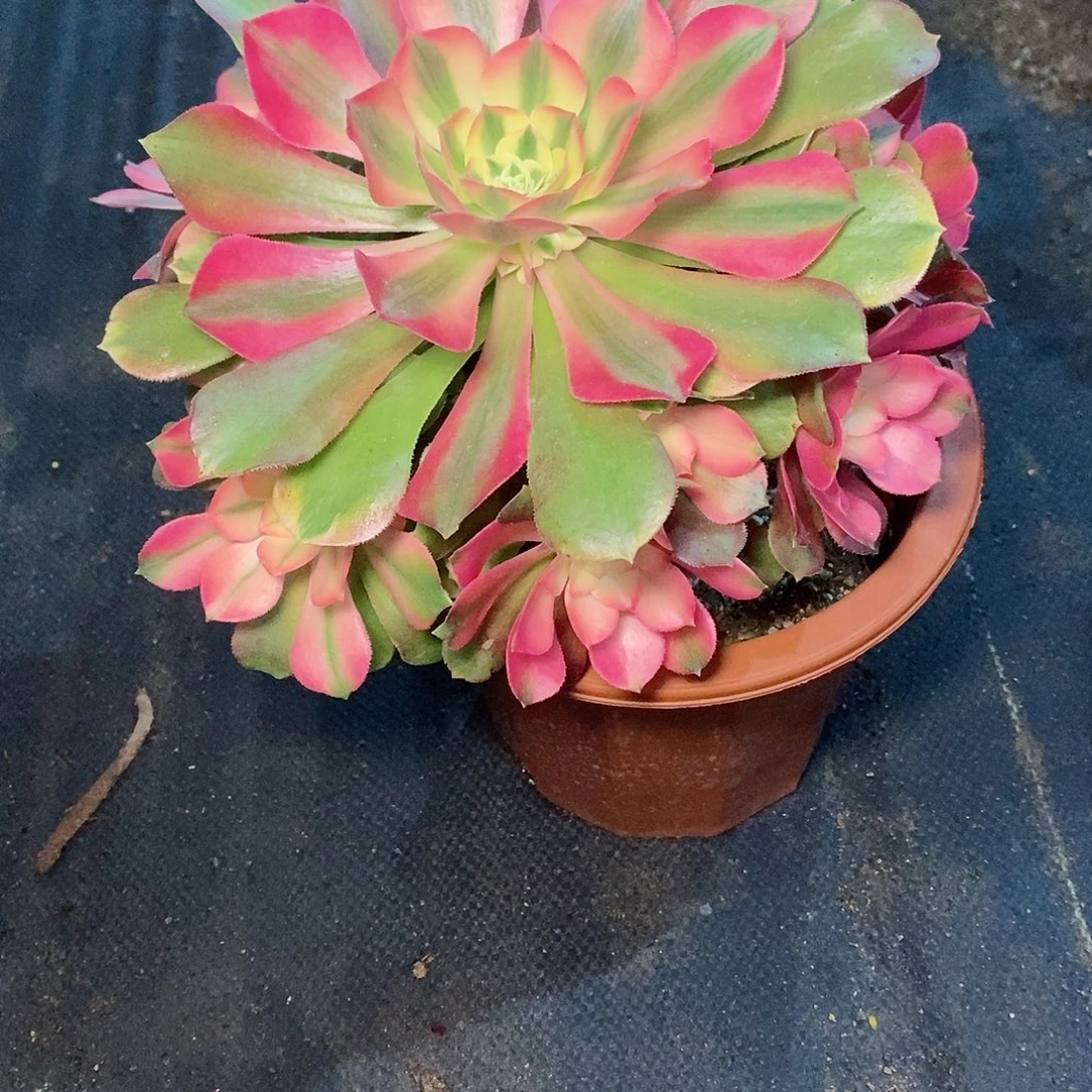 香妃882多肉111111