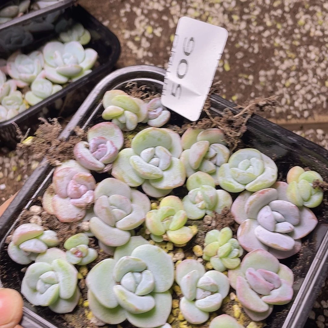 多肉植物多肉植物506