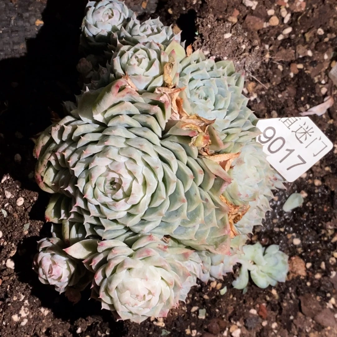 闪***星不包掉头~9017~13厘米