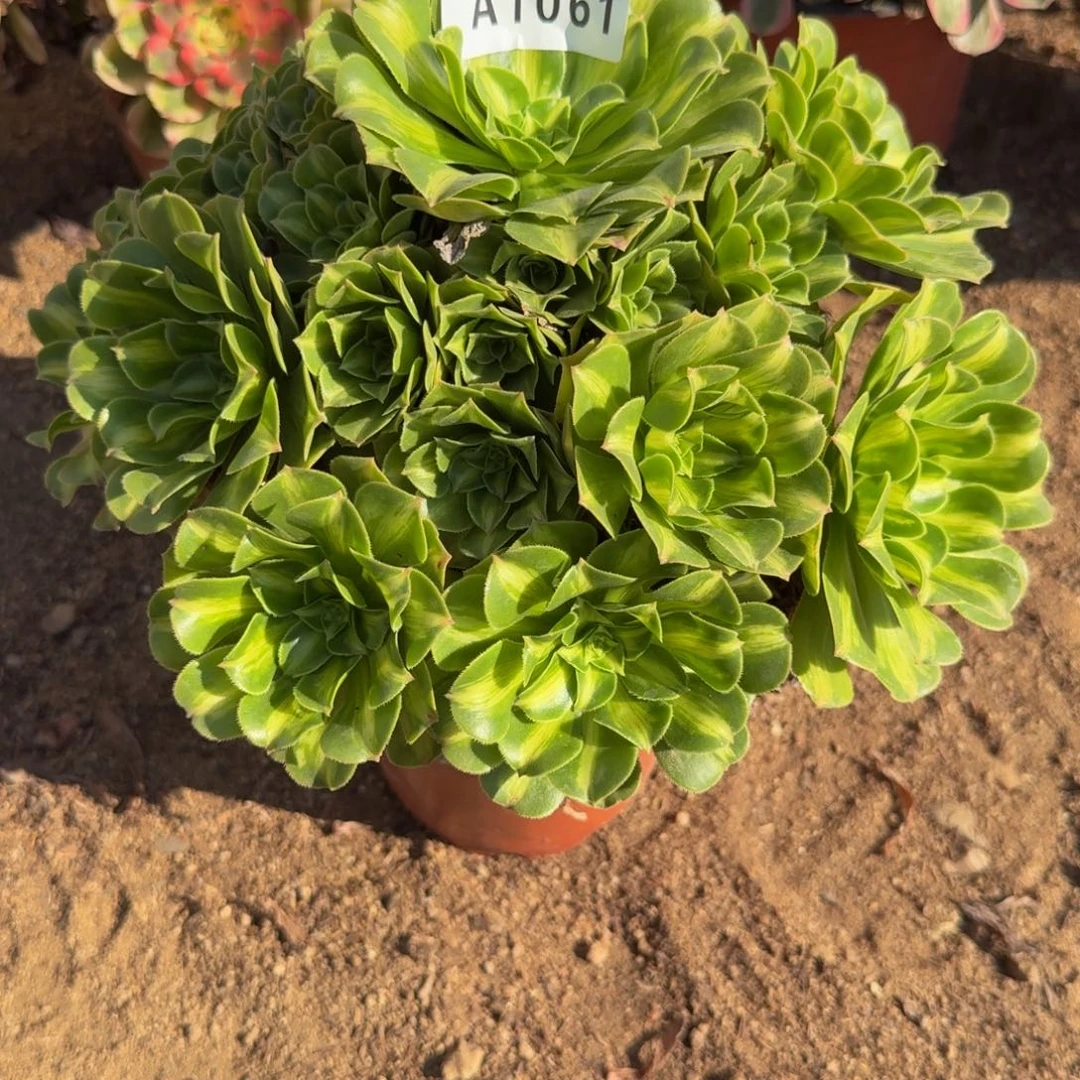 1061琉璃 多肉植物