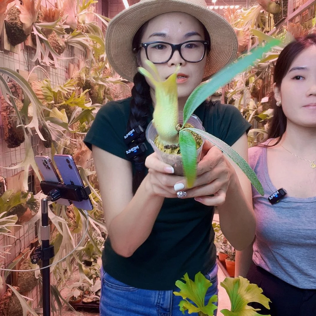 无花朵编号203野银004