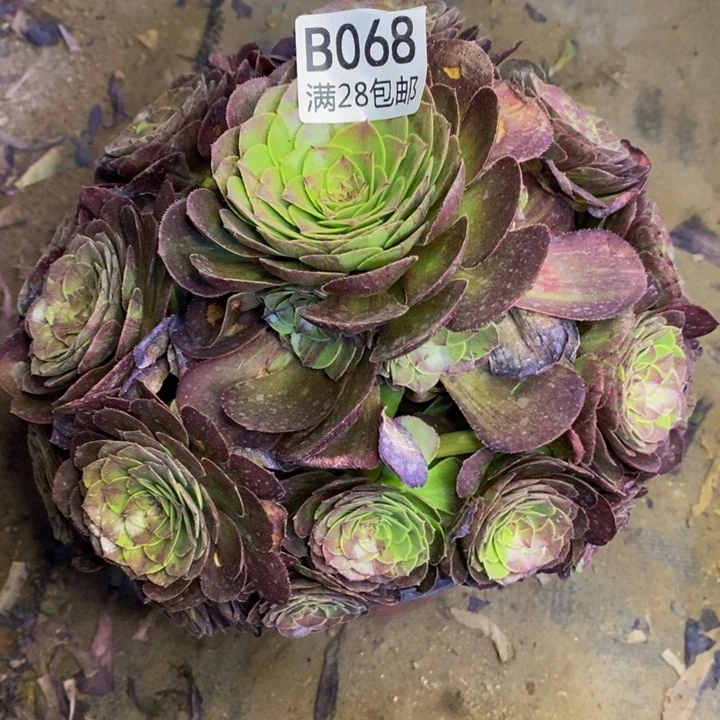 花月夜拉丝多肉断头不包068