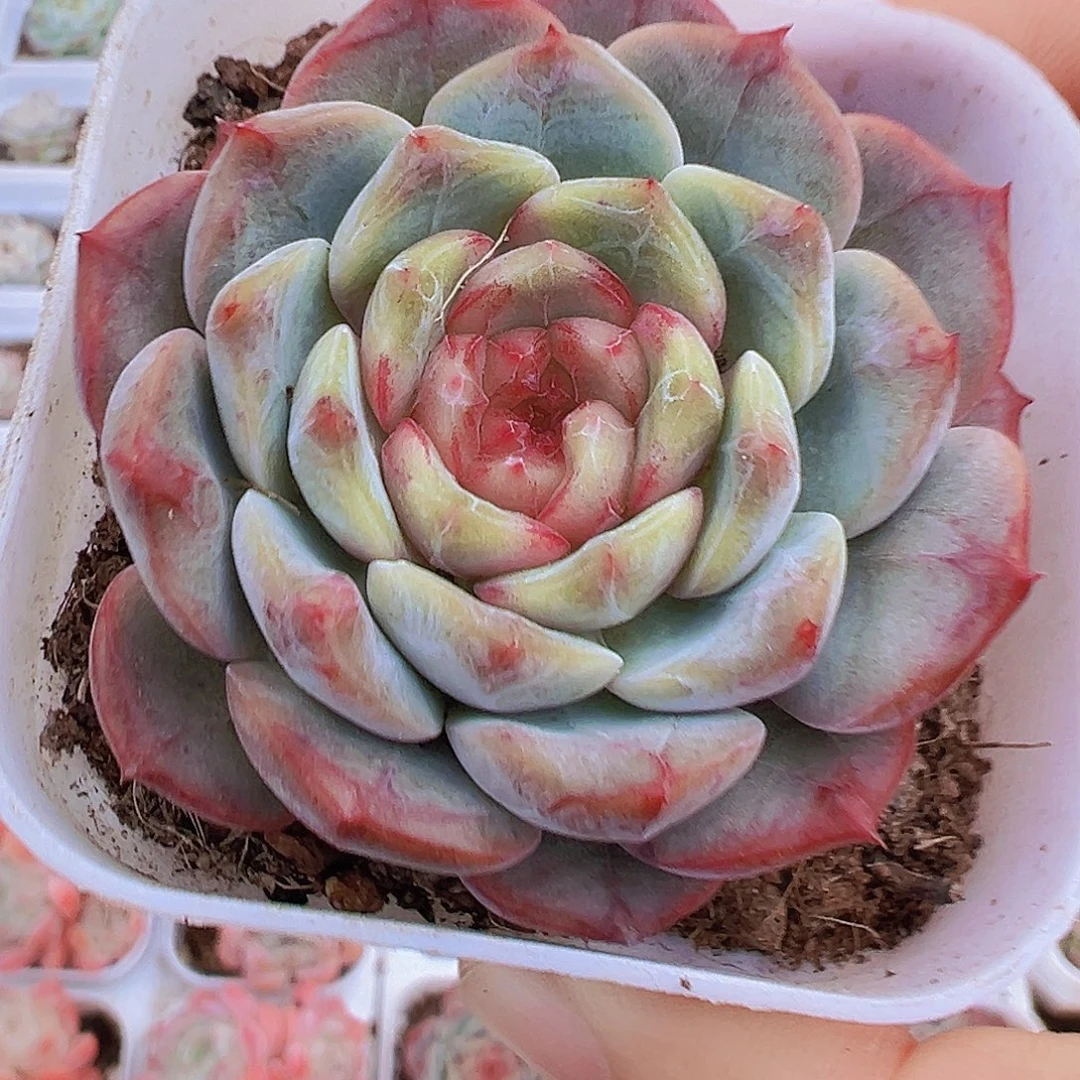 紫特珍妮19包油多肉